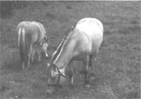 Keep Livestock Healthy When Turning Out to Pasture Image
